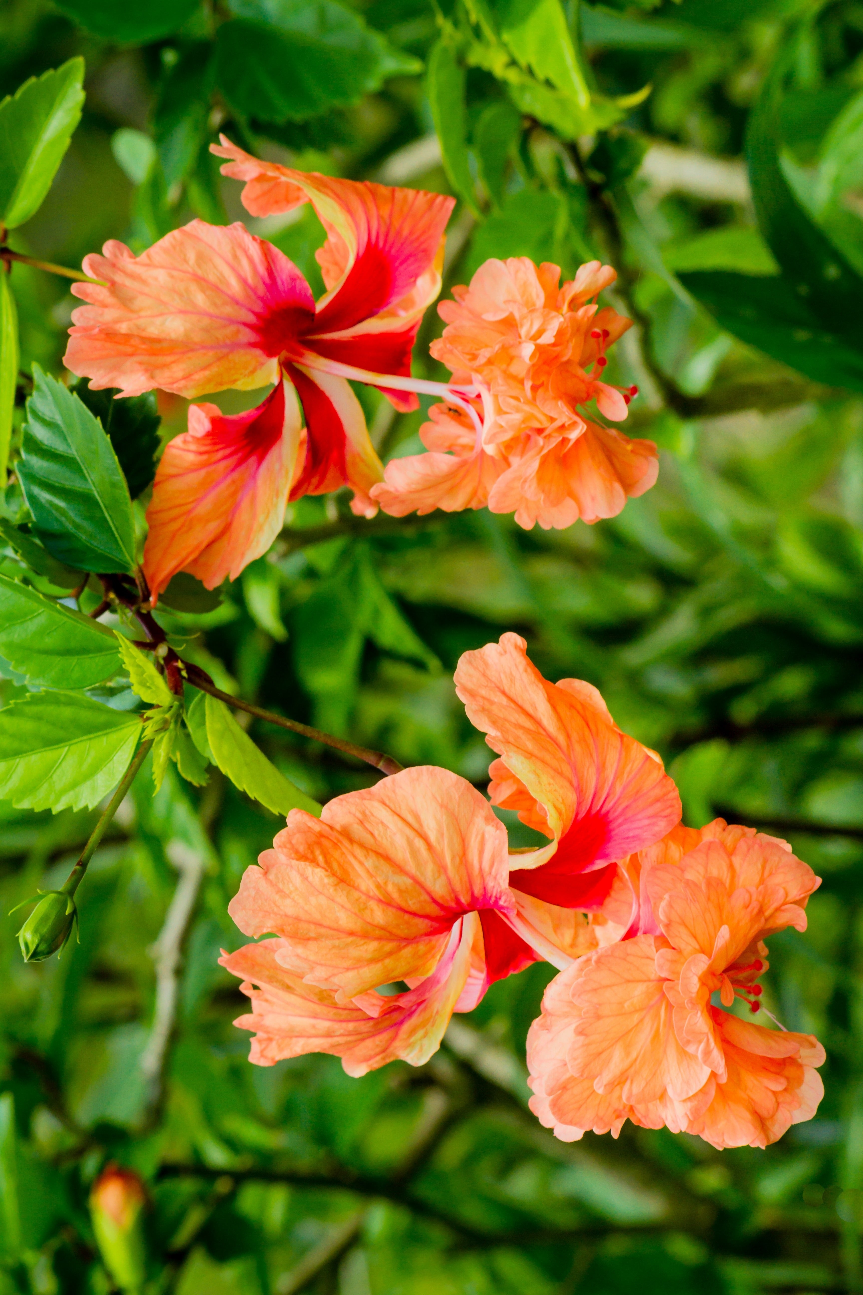 closeup-shot-blooming-orange-flowers-with-greenery.jpg